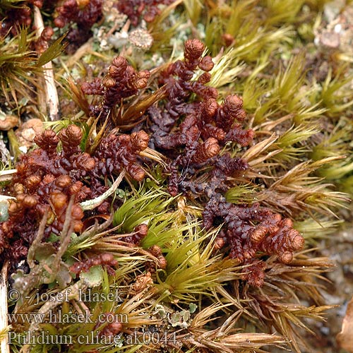 Ptilidium ciliare Brvitec chlupatý Behaartes Federchen-Lebermoos