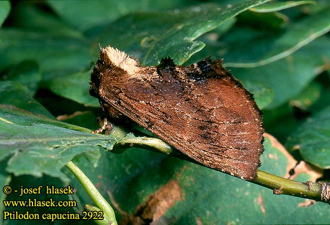 Ptilodon capucina camelina Coxcomb Prominent Kamel-Zahnspinner