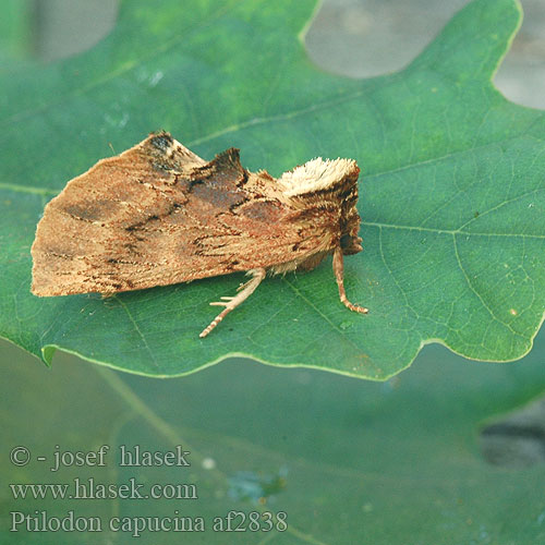 Ptilodon capucina Coxcomb Prominent Kamel-Zahnspinner