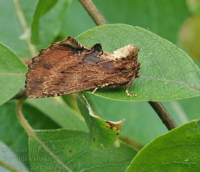 Ptilodon capucina camelina Coxcomb Prominent Kamel-Zahnspinner