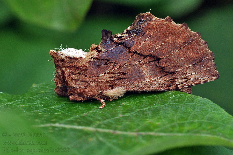 Coxcomb Prominent Ptilodon capucina camelina