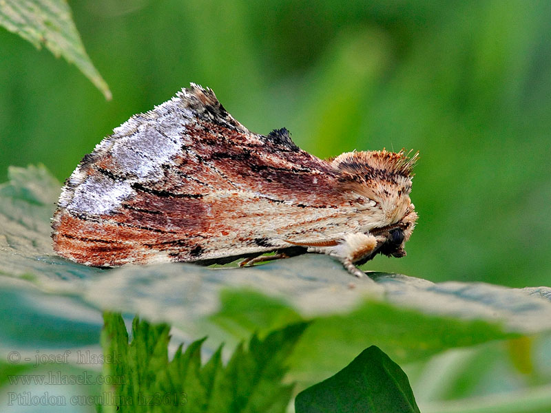 Csuklyás púposszövő Ptilodon cucullina