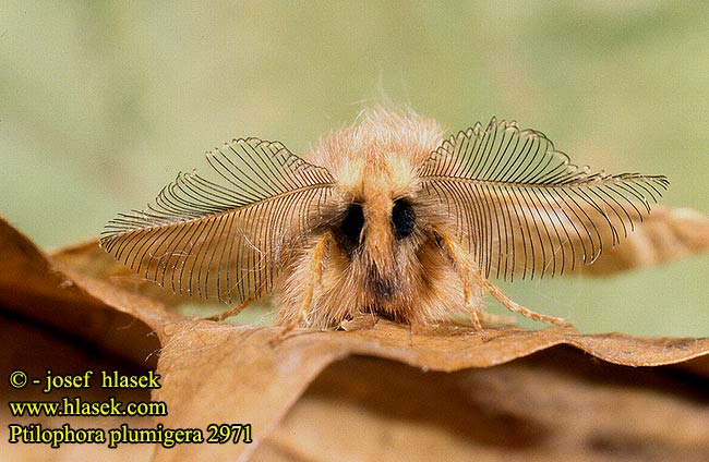 Ptilophora plumigera Frost Zahnspinner Haarschuppen