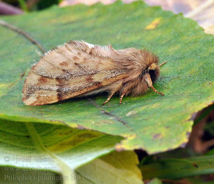 Ptilophora plumigera Plumed Prominent