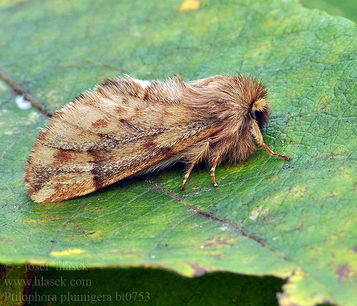 Ptilophora plumigera Porte-plume