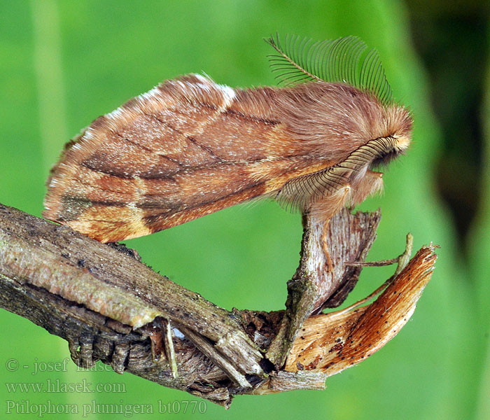 Ptilophora plumigera Pluimspinner