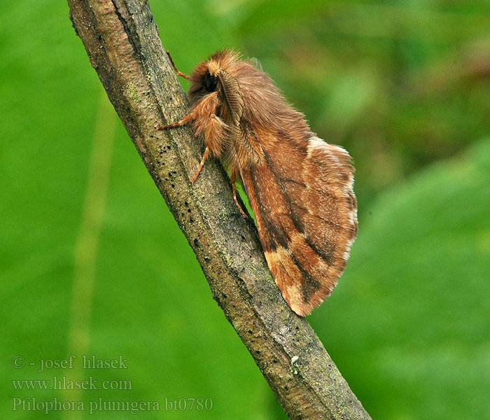 Ptilophora plumigera Sulkanirkko