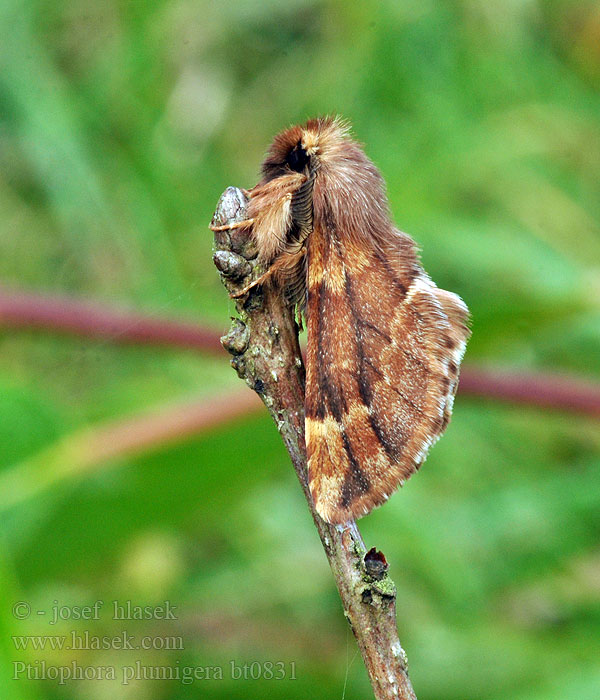 Ptilophora plumigera Fjerdrager