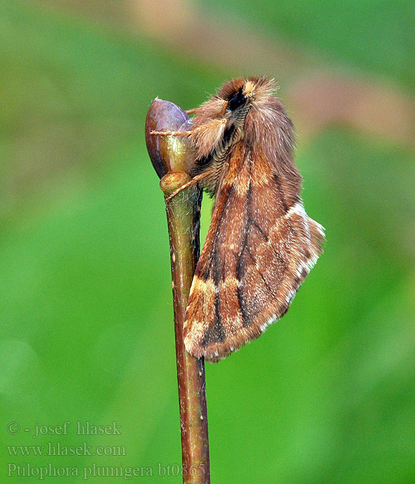 Frost Zahnspinner Haarschuppen Plumed Ptilophora plumigera