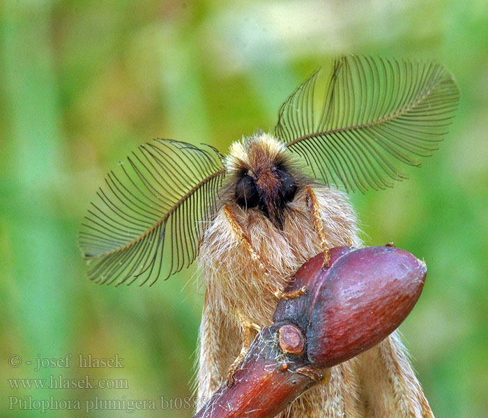 Plumed Prominent Ptilophora plumigera