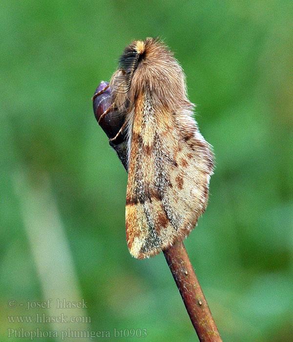 Porte-plume Ptilophora plumigera