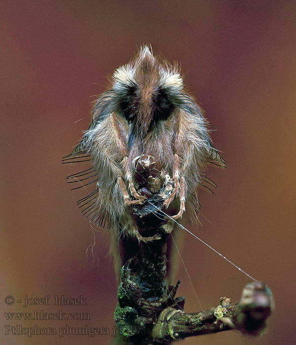 Chochlatka javorová Porte-plume Ptilophora plumigera