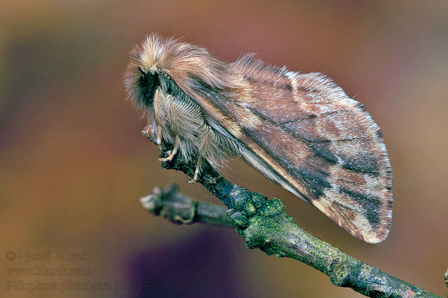 Frost Zahnspinner Haarschuppen Plumed Prominent Ptilophora plumigera