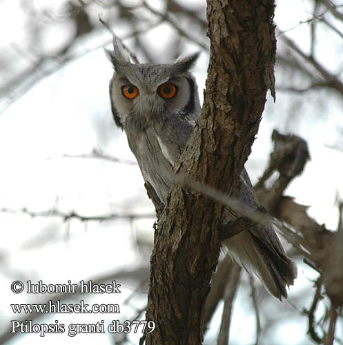 Ptilopsis granti erlangeri Otus leucotis Southern White-faced Owl Petit-duc Grant face blanche Weißgesichtseule Südbüscheleule Syczek afrykański Výreček bělolící Grantův Autillo Cariblanco Sureño Cara Blanca Witwanguil Kakuru witwangdwergooruil Kirjonaamapöllönen Mocho-de-faces-brancas Совка южная белолицая