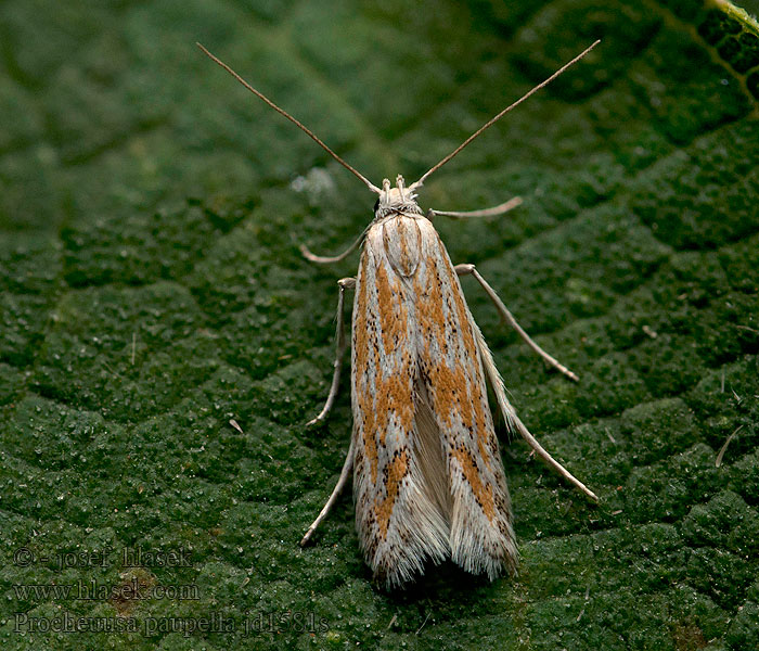 Ptocheuusa paupella Alantpalpmot