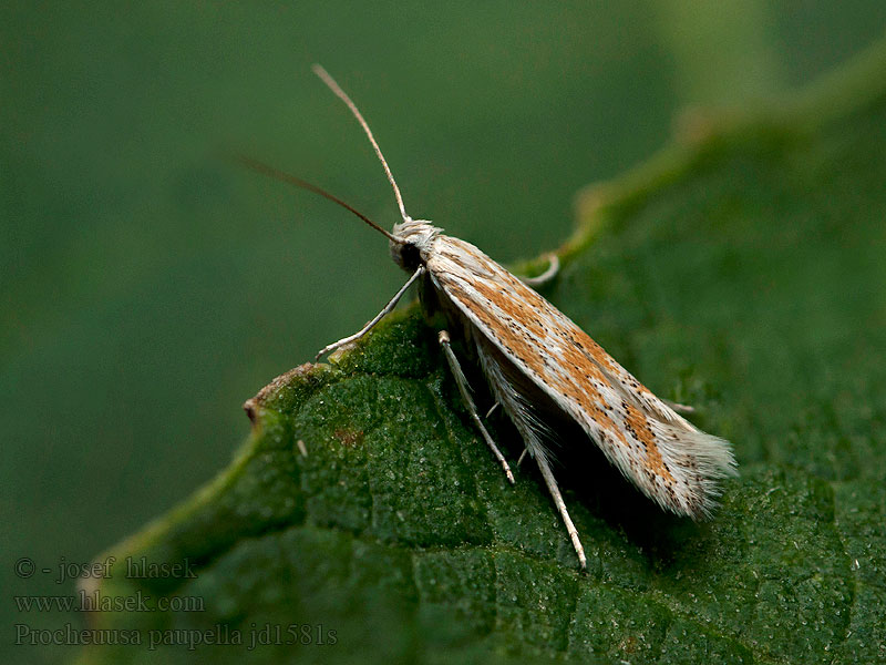 Ptocheuusa paupella