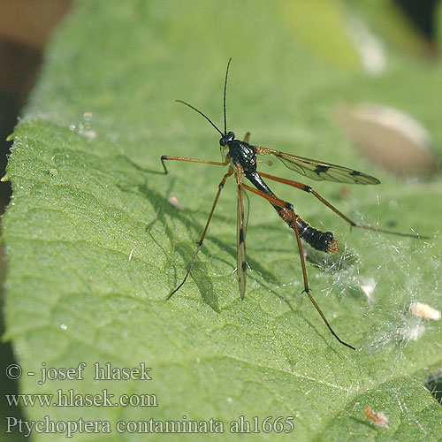 Ptychoptera contaminata Slídilka stříbropásá Ptychoptère souillée