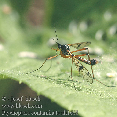 Slídilka stříbropásá Ptychoptère souillée Ptychoptera contaminata