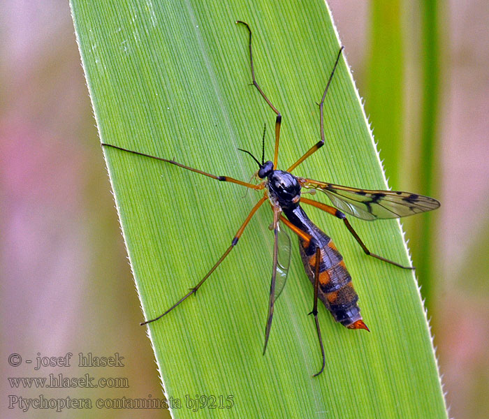 Ptychoptera contaminata