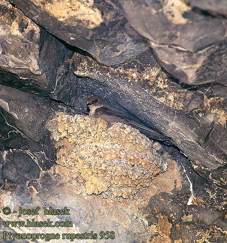 Ptyonoprogne rupestris Hirundo Crag Martin Felsenschwalbe Hirondelle rochers Avión Roquero Břehule skalní Klippesvale Rotszwaluw Kalliopääsky Rondine montana Klippesvale Klippsvala Hirundo rupestris 岩燕 Ласточка скальная チャイロツバメ خطاف الجبال Βραχοχελίδονο Androinha-das-rochas Ластівка скельна Kaya kırlangıcı סנונית מדבר Скална лястовица Планинска Скална ластовица Jaskółka skalna Randulina crap Laštovička pohorská Skalna lastovka Dallëndyshe gurëve Gorska lasta Planinska Горска ласта Планинска