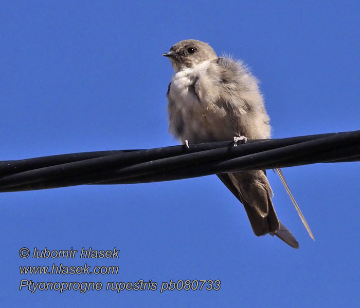 Ptyonoprogne rupestris