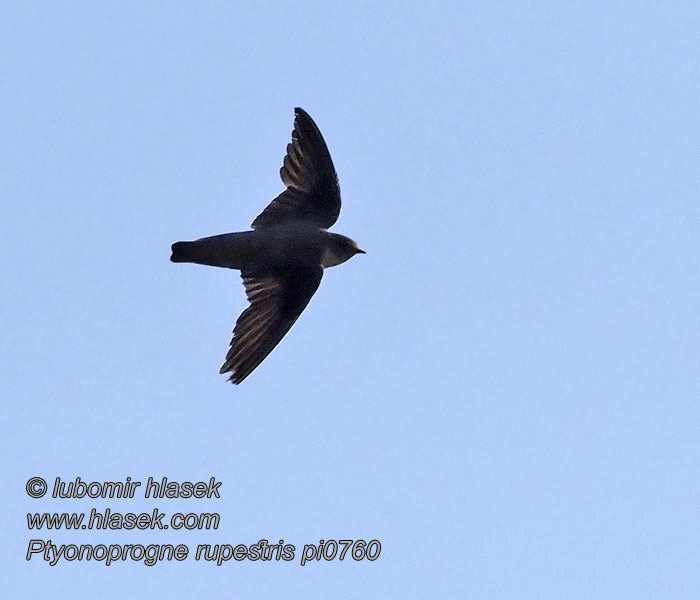 Hirundo rupestris