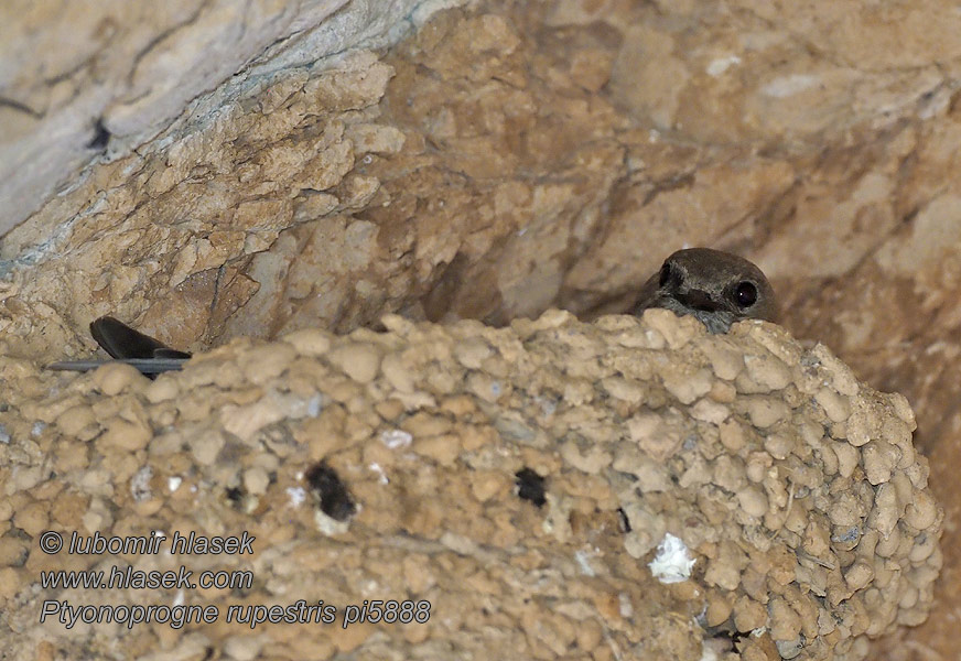 Gorska lasta Planinska Горска ласта Планинска Ptyonoprogne rupestris