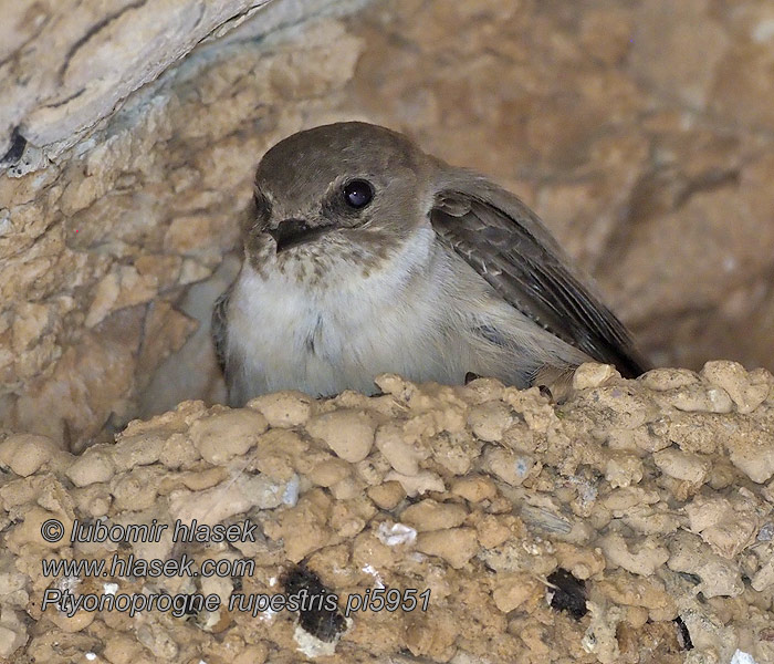 סנונית מדבר Скална лястовица Ptyonoprogne rupestris