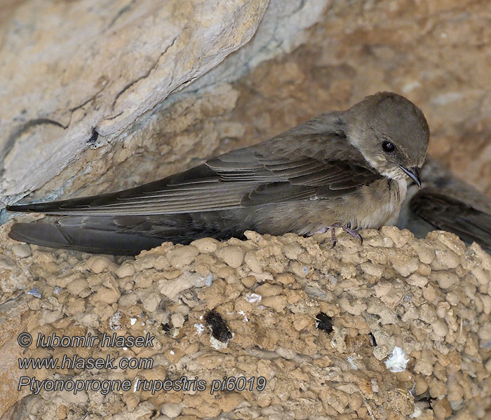 チャイロツバメ خطاف الجبال Ptyonoprogne rupestris