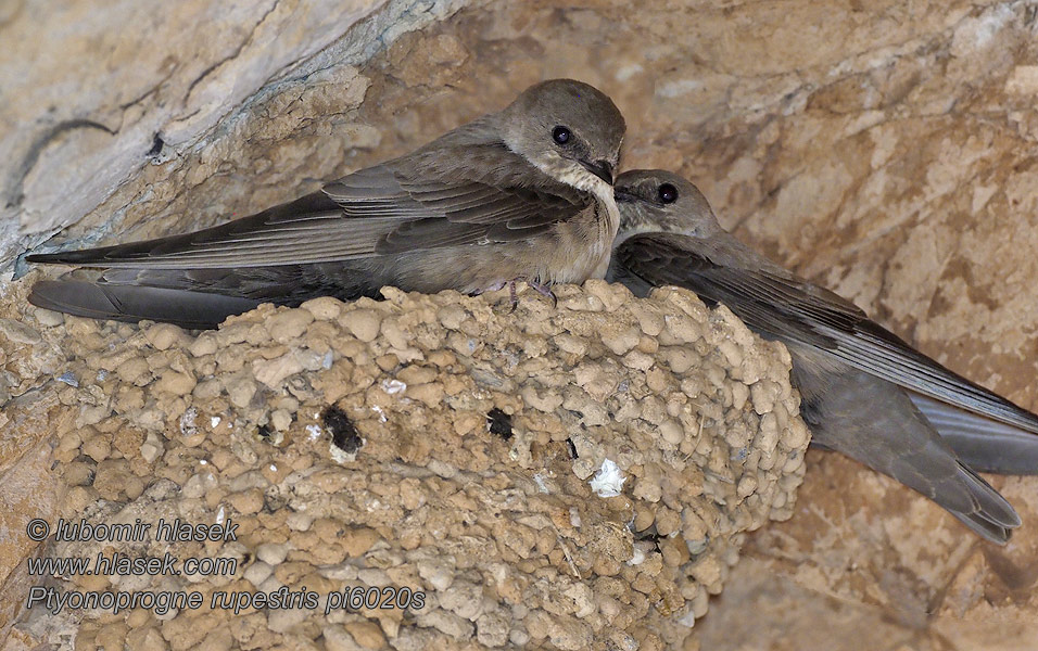 Hirundo rupestris 岩燕 Ласточка скальная Ptyonoprogne rupestris