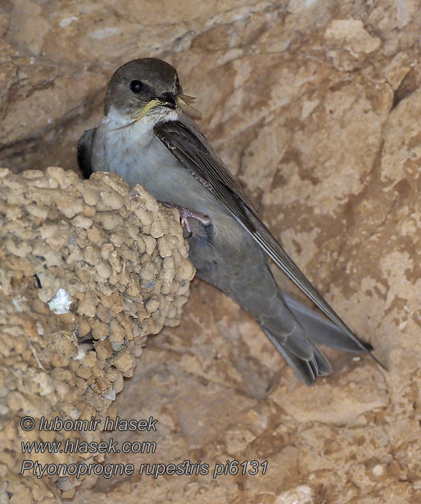 Hirundo Crag Martin Felsenschwalbe Ptyonoprogne rupestris