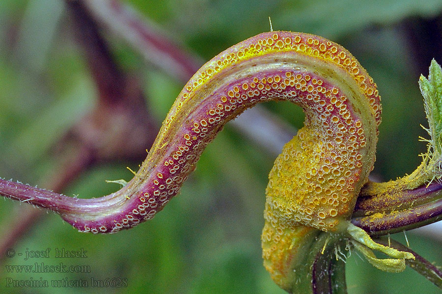 Puccinia urticata Rez ostřicová Brennnessel-Rostpilz