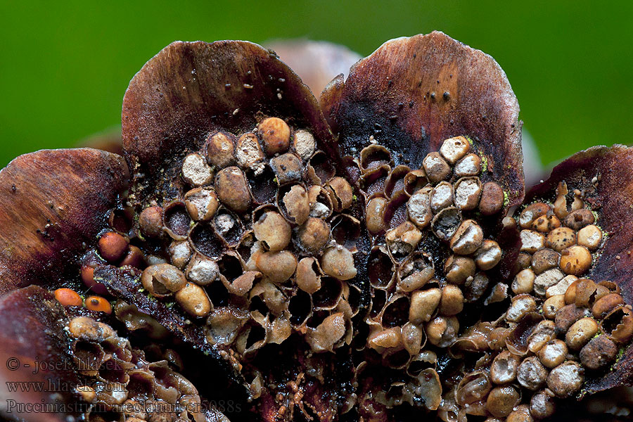 Pucciniastrum areolatum Thekopsora areolata Rez šišková