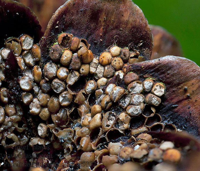 Pucciniastrum areolatum Fichtenzapfenrost Fijnspar-prunusroest