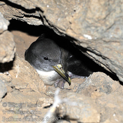 Puffinus diomedea Calonectris Procellaria Cory's Shearwater Buřňák šedý Gelbschnabel-Sturmtaucher Kuhls Skråpe Pardela Cenicienta Grande Petrel Cory Puffin cendré Keltanokkaliitäjä Urðaskrofa Berta maggiore ケアプベルデミズナギドリ Kuhl-stormvogel Gulnebblire Burzyk żółtodzioby Cagarra Bobo-grande Víchrovník plavý Gulnäbbad lira Буревісник cередземноморський Boz Yelkovan Велики Жутоклјуни зовој Rumenokljuni viharnik Атлантический Пестрый Буревестник Tempestella dal bec mellen Αρτέμης Mediterrán vészmadár יסעור גדול Geelbekpylstormvoël Жълтоклюн буревестник