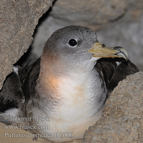 Buřňák šedý Gelbschnabel-Sturmtaucher Kuhls Skråpe Pardela Cenicienta Grande Petrel Cory Puffin cendré Keltanokkaliitäjä Urðaskrofa Berta maggiore ケアプベルデミズナギドリ Kuhl-stormvogel Gulnebblire Burzyk żółtodzioby Cagarra Bobo-grande Víchrovník plavý Gulnäbbad lira Буревісник cередземноморський Boz Yelkovan Велики Жутоклјуни зовој Rumenokljuni viharnik Атлантический Пестрый Буревестник Tempestella dal bec mellen Αρτέμης Mediterrán vészmadár יסעור גדול Geelbekpylstormvoël Жълтоклюн буревестник Puffinus diomedea Calonectris Procellaria Cory's Shearwater