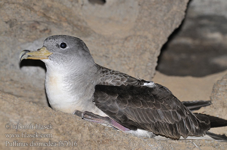 Pardela Cenicienta Grande Petrel Cory Puffin cendré Keltanokkaliitäjä Urðaskrofa Berta maggiore ケアプベルデミズナギドリ Kuhl-stormvogel Gulnebblire Burzyk żółtodzioby Cagarra Bobo-grande Víchrovník plavý Gulnäbbad lira Буревісник cередземноморський Boz Yelkovan Велики Жутоклјуни зовој Rumenokljuni viharnik Атлантический Пестрый Буревестник Tempestella dal bec mellen Αρτέμης Mediterrán vészmadár יסעור גדול Geelbekpylstormvoël Жълтоклюн буревестник Puffinus diomedea Calonectris Procellaria Cory's Shearwater Buřňák šedý Gelbschnabel-Sturmtaucher Kuhls Skråpe