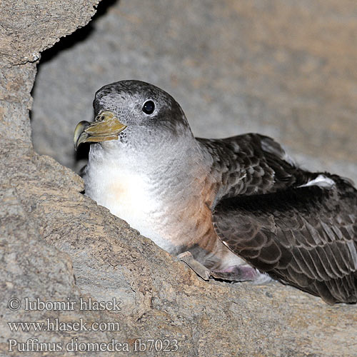 Keltanokkaliitäjä Urðaskrofa Berta maggiore ケアプベルデミズナギドリ Kuhl-stormvogel Gulnebblire Burzyk żółtodzioby Cagarra Bobo-grande Víchrovník plavý Gulnäbbad lira Буревісник cередземноморський Boz Yelkovan Велики Жутоклјуни зовој Rumenokljuni viharnik Атлантический Пестрый Буревестник Tempestella dal bec mellen Αρτέμης Mediterrán vészmadár יסעור גדול Geelbekpylstormvoël Жълтоклюн буревестник Puffinus diomedea Calonectris Procellaria Cory's Shearwater Buřňák šedý Gelbschnabel-Sturmtaucher Kuhls Skråpe Pardela Cenicienta Grande Petrel Cory Puffin cendré