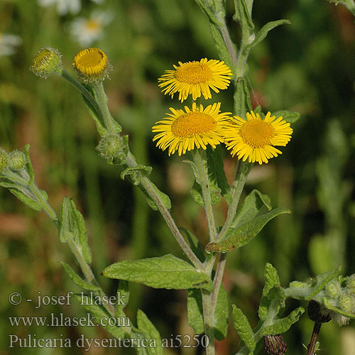 Pulicaria dysenterica Inula Blešník úplavičný Große Großes Flohkraut Pulicaire dysentérique Heelblaadjes Meadow false fleabane Common incensaria comune Réti bolhafű Płesznik czerwonkowy Блошница дизентерийная Blšník červienkový