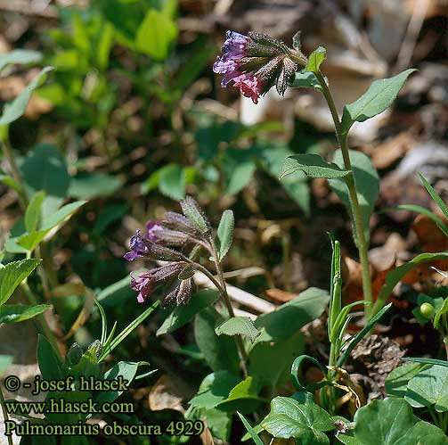 Pulmonaria obscura Almindelig Lungeurt Tamsioji plautė Miodunka ćma