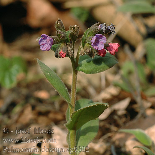 Pulmonaria obscura ag9302 DK: Almindelig Lungeurt LT: Tamsioji plautė PL: Miodunka ćma UK: Christmas Cowslip FI: Imikkä lehtoimikkä DE: Echtes Lungenkraut PL: Miodunka ćma CZ: plicník tmavý SE: Lungört RU: Медуница неясная