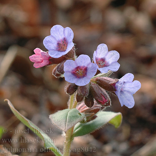 Pulmonaria officinalis Echtes Lungenkraut Pulmonaire officinale