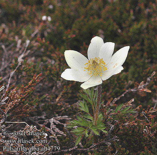 Pulsatilla alba ab4779 FR: Anémone pulsatille des Alpes DE: Alpen-Kuhschelle PL: sasanka alpejska SK: Poniklec biely CZ: koniklec bílý RU: Сон бiлий alpina