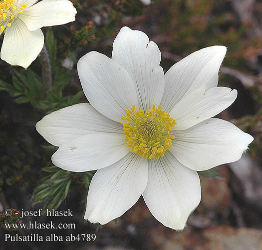 Pulsatilla alba alpina Koniklec bílý Сон бiлийes Alpen-Kuhschelle