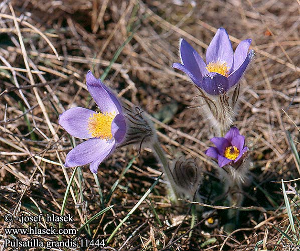 Pulsatilla grandis Kobjælde Leánykökörcsin