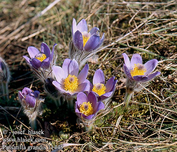 Pulsatilla grandis Pannonische Großen Kuhschelle Küchenschelle