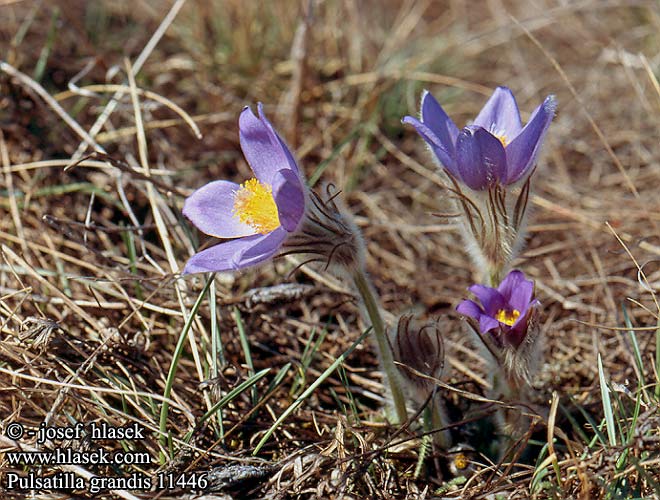 Pulsatilla grandis Poniklec veľkokvetý Koniklec velkokvětý