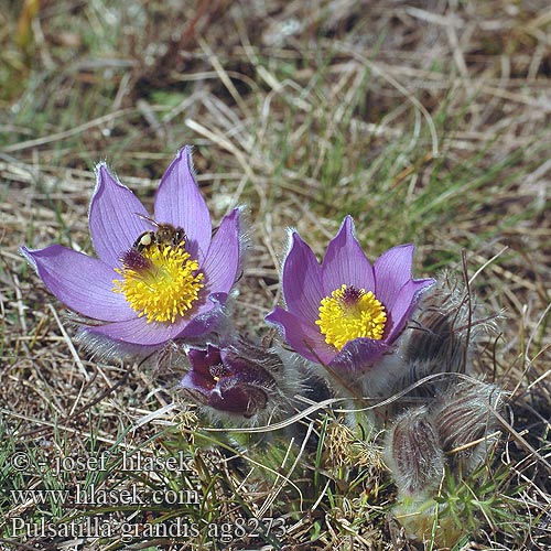 Pulsatilla grandis Koniklec velkokvětý Сон великий прострел большой