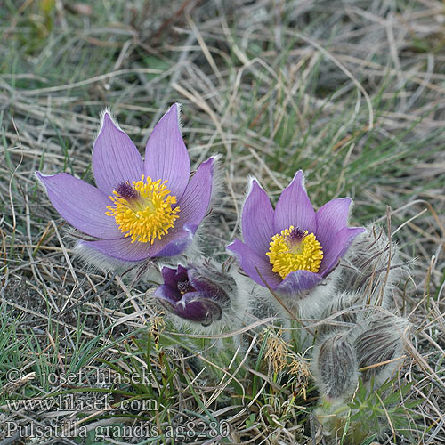 Pulsatilla grandis Сон великий прострел большой Kobjælde