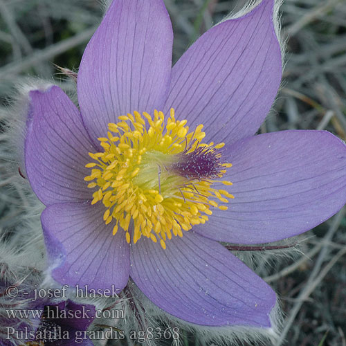 Pulsatilla grandis Großen Kuhschelle Küchenschelle